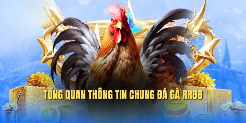 Tổng quan thông tin chung đá gà RR88